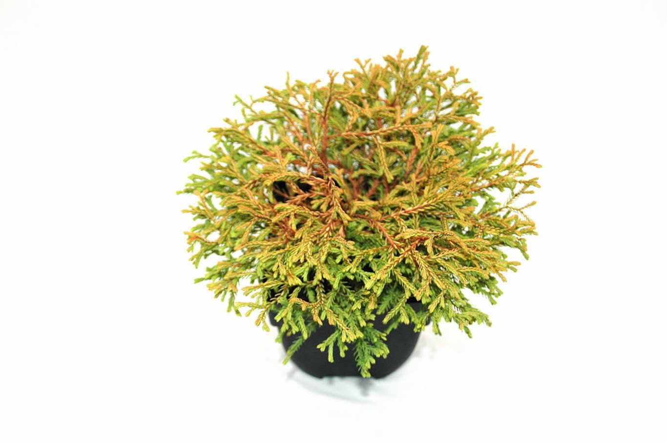 Thuja occ. 'Golden Tuffet' - C2